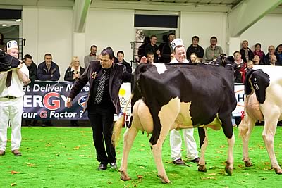 Junior Champion - Holmland Golden Oralie