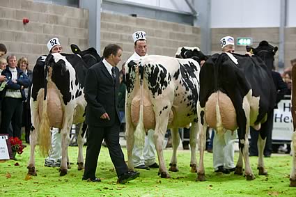 Senior cow in milk judging