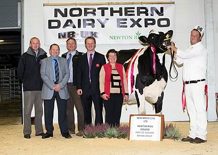 Grand Champion 2013 - Saxelby Goldwyn Rose