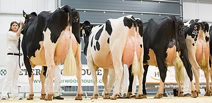 Northern Holstein Expo 2015