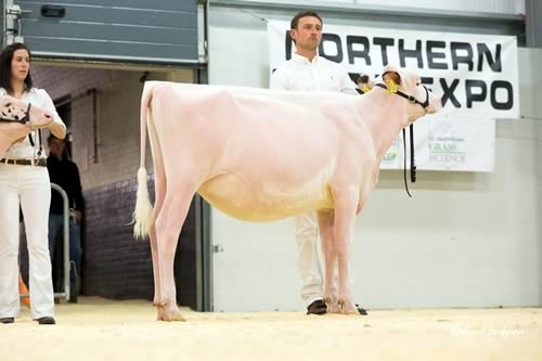 Wolfa Solomon Genevieve Calf Champion